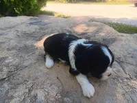 Donna, a female Cavalier King Charles Spaniel for sale in Ava, IL – Photo 6 of 6