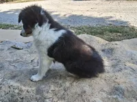 Bella, a female Shetland Sheepdog for sale in Ava, IL – Photo 3 of 4