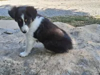 Bella, a female Shetland Sheepdog for sale in Ava, IL – Photo 4 of 4