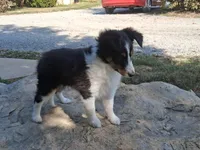 Bella, a female Shetland Sheepdog for sale in Ava, IL – Photo 1 of 4