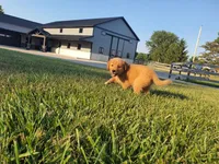 Angela, a female Golden Retriever for sale in Spencerville, IN – 4 of 9