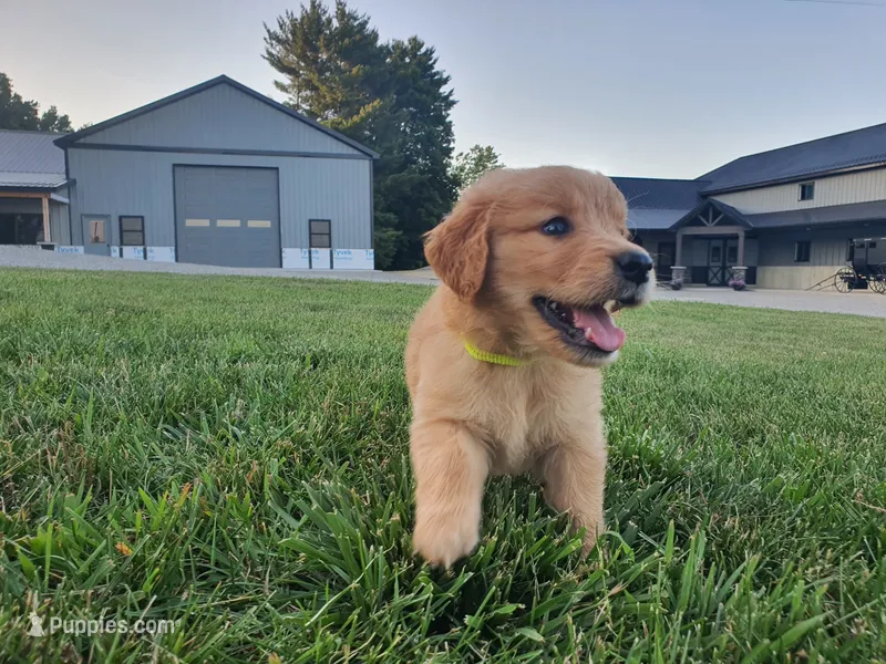 Corbin – Golden Retriever puppy for sale in Spencerville, IN