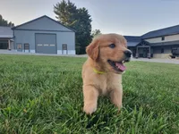 Corbin, a male Golden Retriever for sale in Spencerville, IN – 1 of 5
