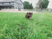 Cody, a male Shiba Inu for sale in Spencerville, IN – 7 of 8