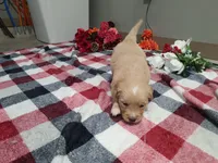 Princess, a female Golden Retriever for sale in Spencerville, IN – Photo 4 of 5