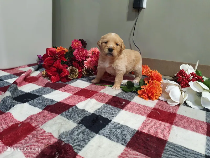 Princess – Golden Retriever puppy for sale in Spencerville, IN
