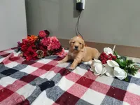 Princess, a female Golden Retriever for sale in Spencerville, IN – Photo 5 of 5