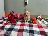 Princess, a female Golden Retriever for sale in Spencerville, IN – Photo 2 of 5