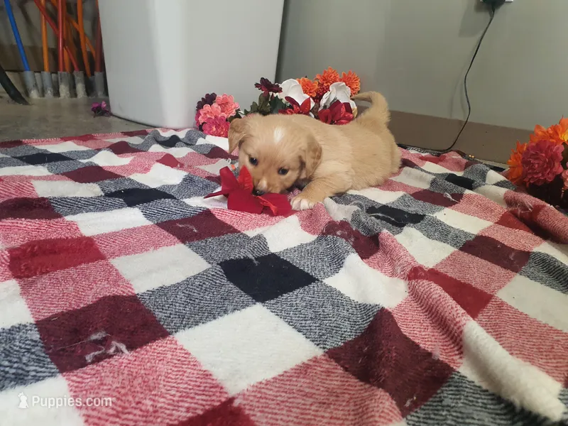 Princess – Golden Retriever puppy for sale in Spencerville, IN
