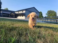 Sophie , a female Golden Retriever for sale in Spencerville, IN – 6 of 10