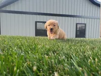 Gracie , a female Golden Retriever for sale in Spencerville, IN – 4 of 5