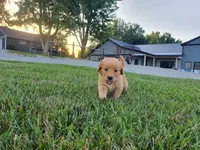 Corbin, a male Golden Retriever for sale in Spencerville, IN – 3 of 5