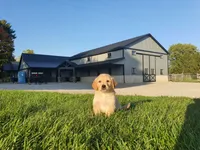 Drake , a male Golden Retriever for sale in Spencerville, IN – 3 of 6