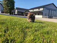 Munchkin, a female Pomeranian for sale in Spencerville, IN – 3 of 10