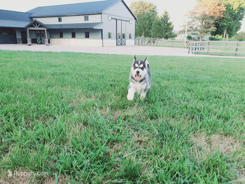 Daisy – Siberian Husky puppy for sale in Spencerville, IN