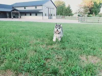 Daisy, a female Siberian Husky for sale in Spencerville, IN – 1 of 4