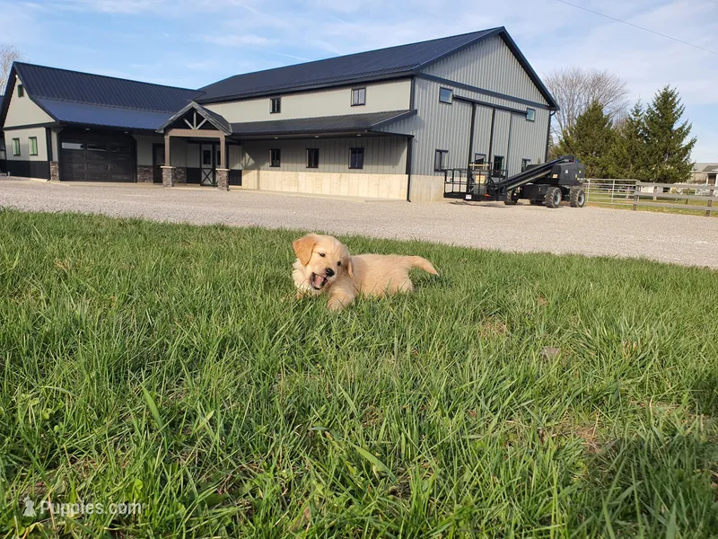 Weston – Golden Retriever puppy for sale in Spencerville, IN