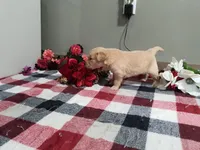 Weston, a male Golden Retriever for sale in Spencerville, IN – Photo 4 of 4