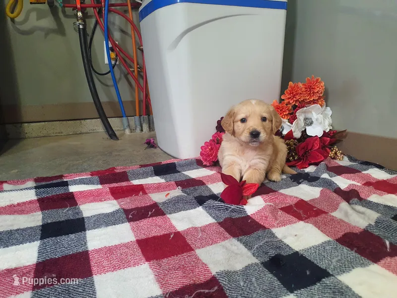 Weston – Golden Retriever puppy for sale in Spencerville, IN