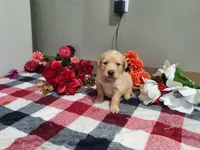 Weston, a male Golden Retriever for sale in Spencerville, IN – Photo 3 of 4