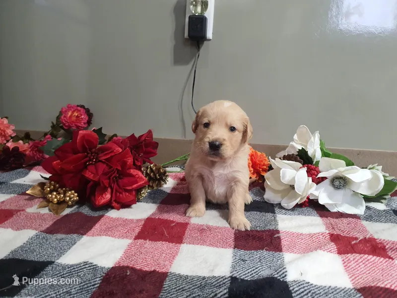 Weston – Golden Retriever puppy for sale in Spencerville, IN