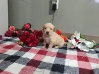 Weston, a male Golden Retriever for sale in Spencerville, IN – Photo 2 of 4