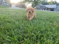 Alijah, a male Golden Retriever for sale in Spencerville, IN – 4 of 6