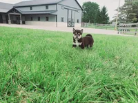 Coco, a male Shiba Inu for sale in Spencerville, IN – 4 of 6