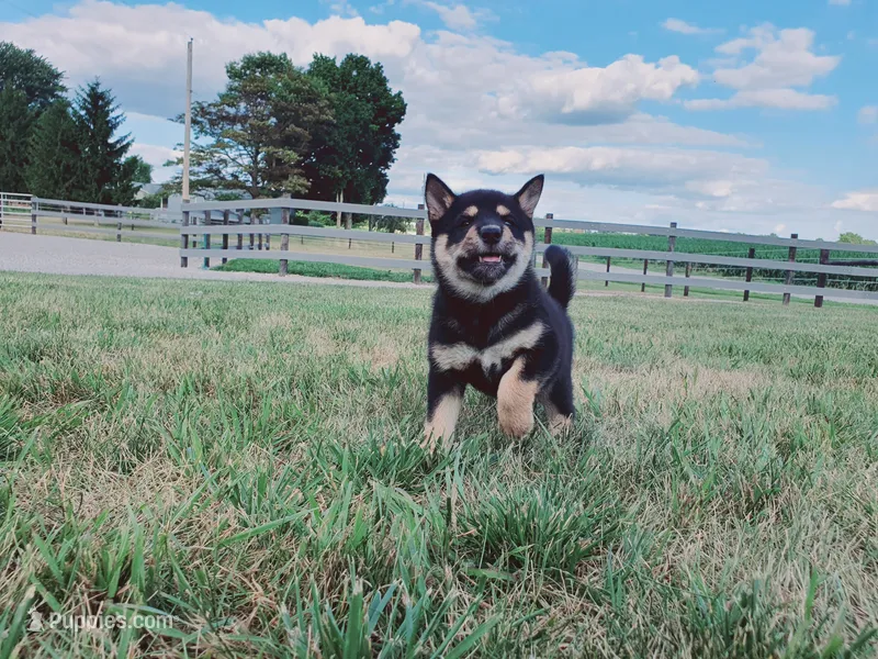 Princess – Shiba Inu puppy for sale in Spencerville, IN