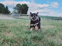 Princess, a female Shiba Inu for sale in Spencerville, IN – 1 of 5