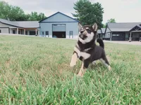 Jasmine , a female Shiba Inu for sale in Spencerville, IN – 5 of 5