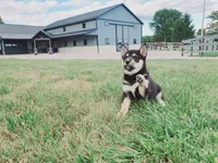 Jasmine , a female Shiba Inu for sale in Spencerville, IN – 2 of 5