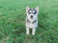Daisy, a female Siberian Husky for sale in Spencerville, IN – 3 of 4