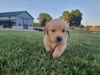 Jackson , a male Golden Retriever for sale in Spencerville, IN – 5 of 9