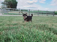 Princess, a female Shiba Inu for sale in Spencerville, IN – 2 of 5