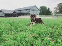 Cooper , a male Shiba Inu for sale in Spencerville, IN – 3 of 6