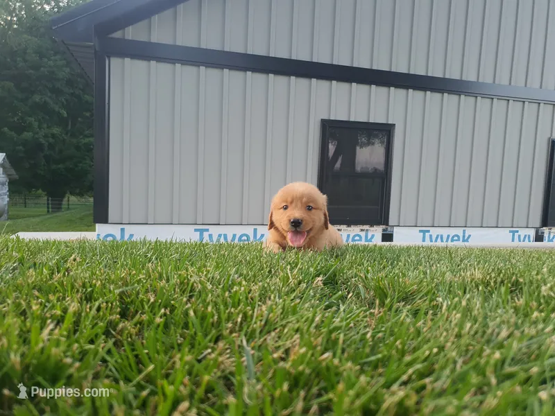 Angela – Golden Retriever puppy for sale in Spencerville, IN