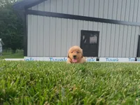 Angela, a female Golden Retriever for sale in Spencerville, IN – 1 of 4
