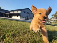 Angela, a female Golden Retriever for sale in Spencerville, IN – 2 of 9