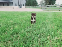 Coco, a male Shiba Inu for sale in Spencerville, IN – 2 of 6