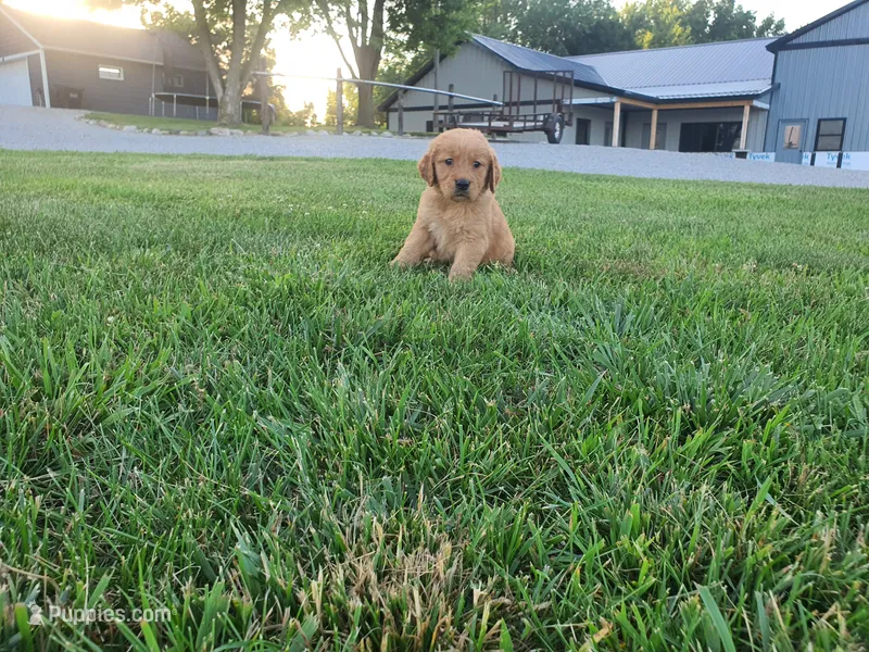 Alijah – Golden Retriever puppy for sale in Spencerville, IN