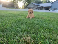 Alijah, a male Golden Retriever for sale in Spencerville, IN – 1 of 6