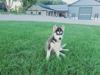 Daisy, a female Siberian Husky for sale in Spencerville, IN – 2 of 9