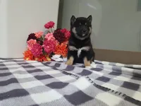 processed/6806a1a2-636c-4163-9366-7b1dc0f51525/listing/31254151-a807-4f3f-8f9d-65bc135b9cac/f67eb9fc-7aa7-41e3-bd8e-b525d77bf201