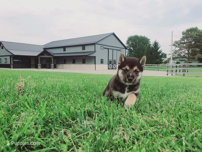 Cooper  – Shiba Inu puppy for sale in Spencerville, IN