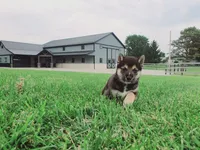 Cooper , a male Shiba Inu for sale in Spencerville, IN – 1 of 6