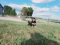 Princess, a female Shiba Inu for sale in Spencerville, IN – 4 of 5