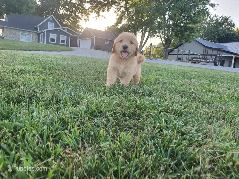 Jackson  – Golden Retriever puppy for sale in Spencerville, IN