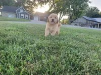 Jackson , a male Golden Retriever for sale in Spencerville, IN – 1 of 9