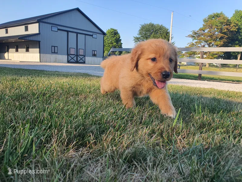 Gracie  – Golden Retriever puppy on hold in Spencerville, IN